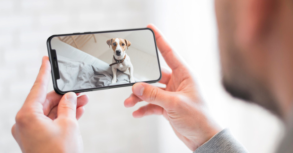 Banner Dicas para cuidar dos pets durante suas férias